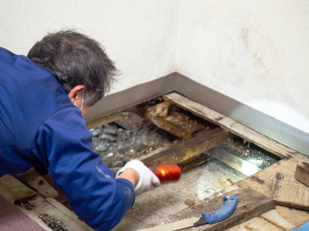 Best Residential Mold Remediation in West Puente Valley, CA