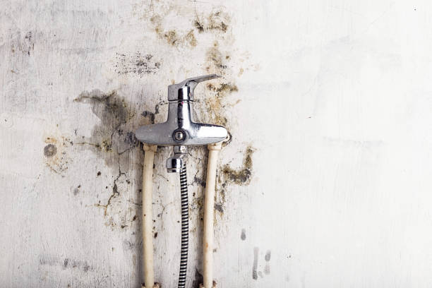 Best Post-Flood Mold Remediation in West Puente Valley, CA