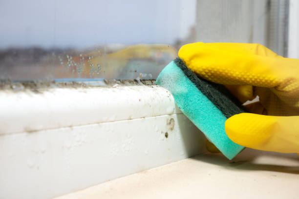 Best Commercial Mold Remediation in West Puente Valley, CA