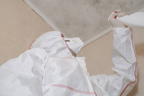 Best Attic Mold Remediation in West Puente Valley, CA