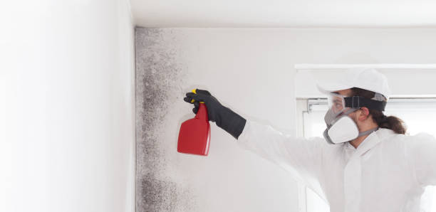 Best Mold Testing and Inspection Services in West Puente Valley, CA