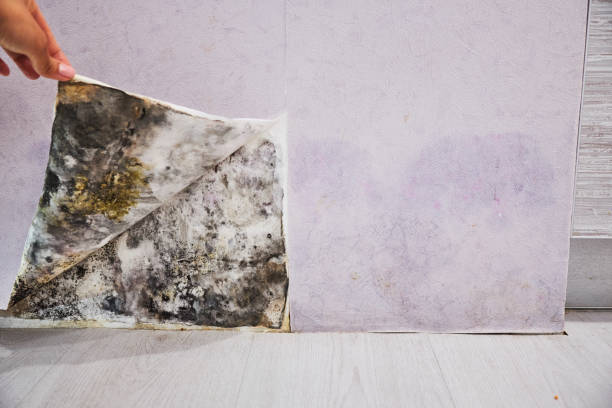 Best Insurance-Related Mold Remediation in West Puente Valley, CA